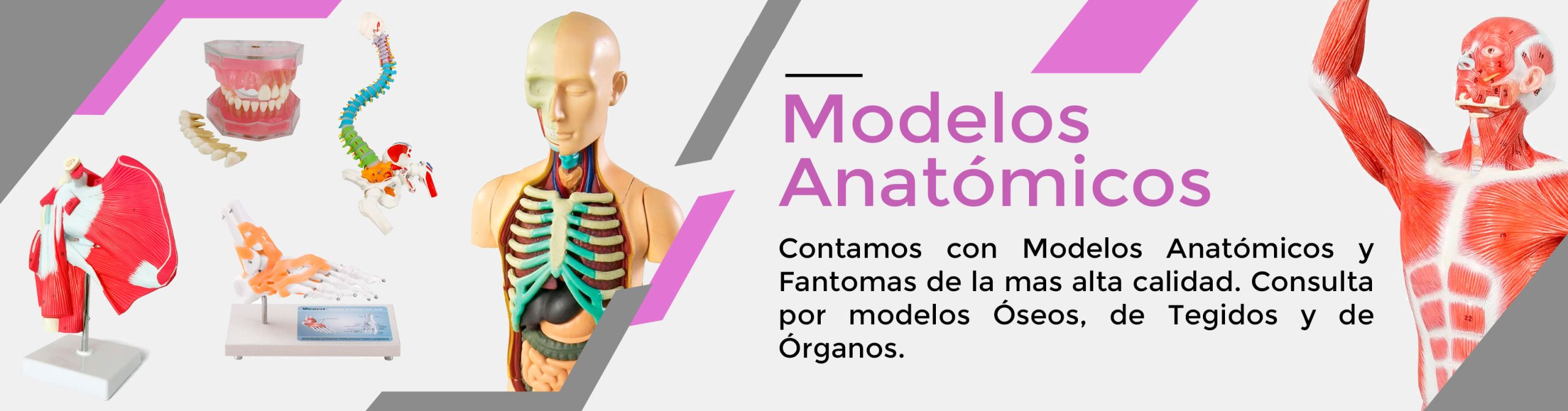 Modelo anatómico